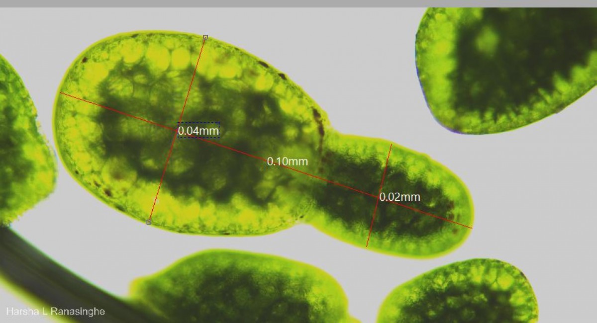 Wolffia neglecta Landolt